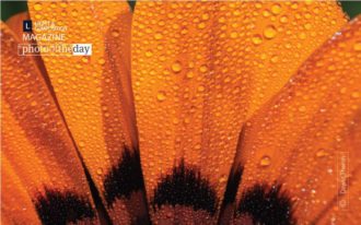 Orange Petals by Dawid Theron