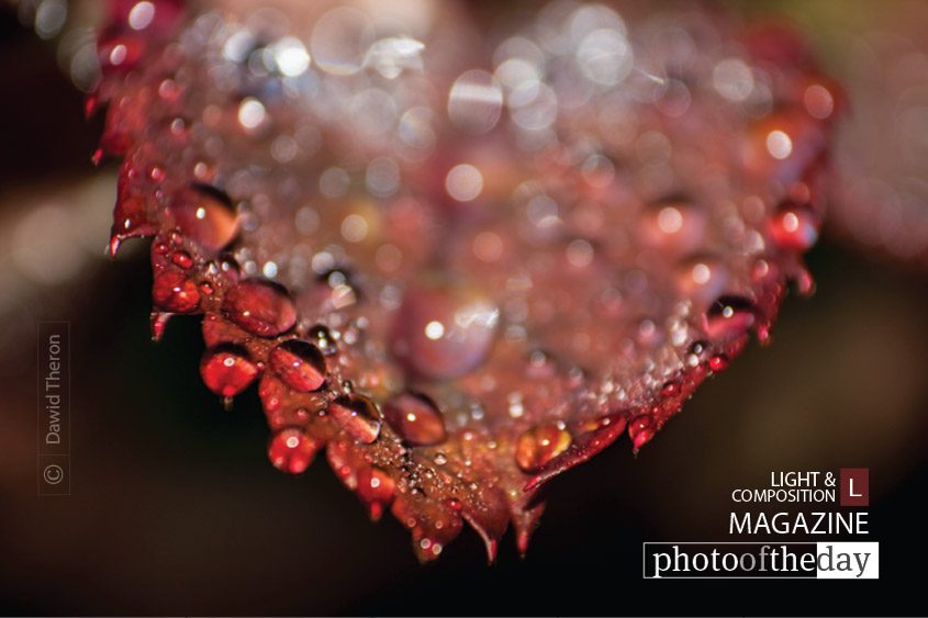 Rose Foliage, by Dawid Theron Rose Foliage, by Dawid Theron - Macro Photography, Close-up Photography, Nature Photography, Photo of the Day, Fine Art Photography