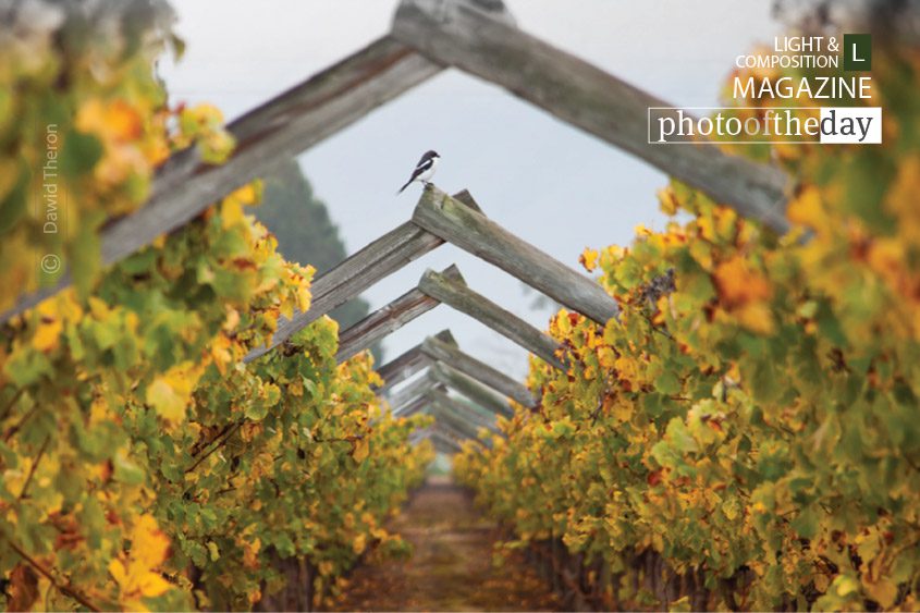 On the Trellises, by Dawid Theron - Nature Photography, Photography Awards, Photo of the Day, Fine Art Photography, Wildlife Photography