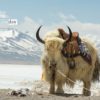 Portrait of a Yak, by Shirren Lim - Wildlife Photography, Portrait Photography, Photo of the Day, Shirren Lim, Lake Namtso