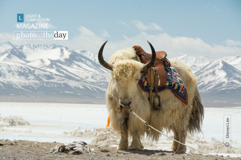 Portrait of a Yak, by Shirren Lim Portrait of a Yak, by Shirren Lim - Wildlife Photography, Portrait Photography, Photo of the Day, Shirren Lim, Lake Namtso