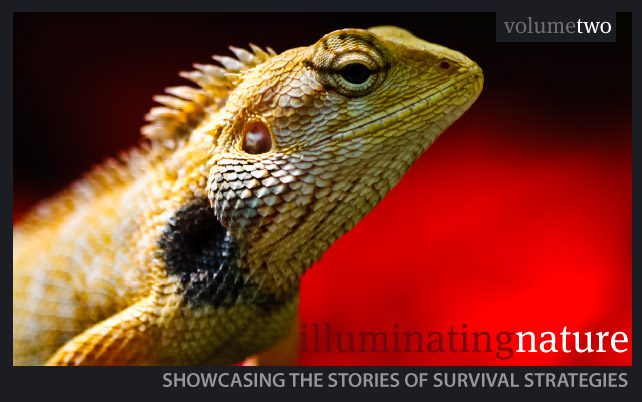 Illuminating Nature Volume Two - Wildlife Photography, Photojournalism, Nature Photography, Illuminating Nature,  Art Photography