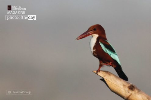 Standing on One Leg, by Nazmul Shanji - Wildlife Photography, Photojournalism, Nature Photography, Photography Awards, Light & Composition University