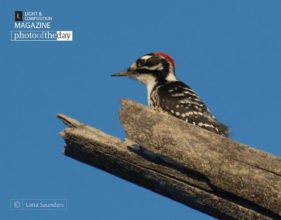 Acorn Woodpecker by Laria Saunders