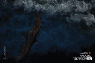 California Vulture by Laria Saunders