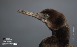 Unlikely Visitor by Laria Saunders