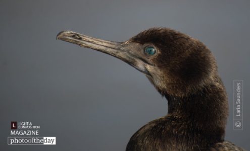 Unlikely Visitor, by Laria Saunders - Wildlife Photography, Nature Photography, Photo of the Day, Photography Awards, Light & Composition University