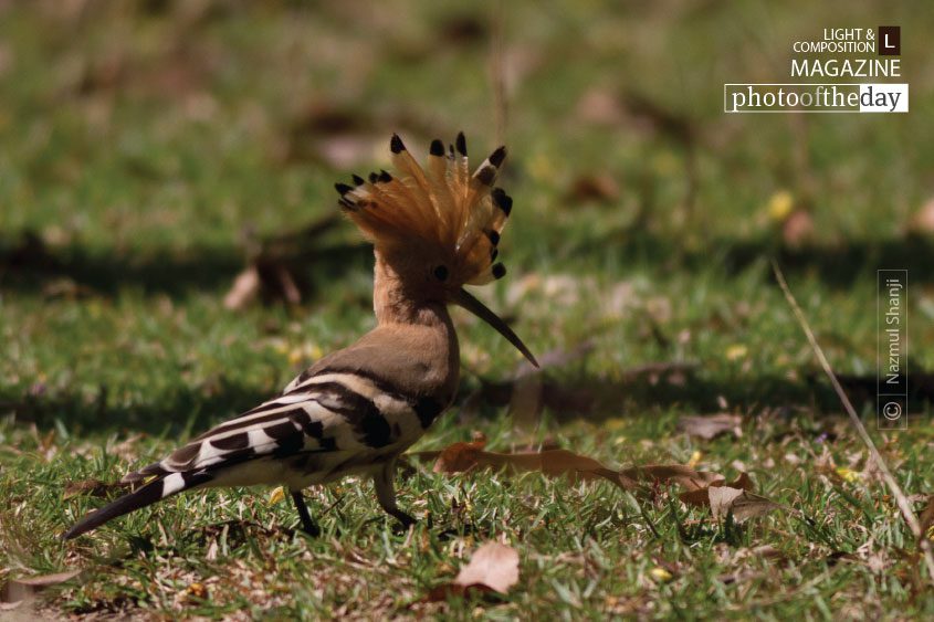 Shadow Face, by Nazmul Shanji - Wildlife Photography, Photojournalism, Photography Awards, Photo of the Day, Light & Composition University
