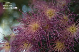 Sun Bursts by Laria Saunders