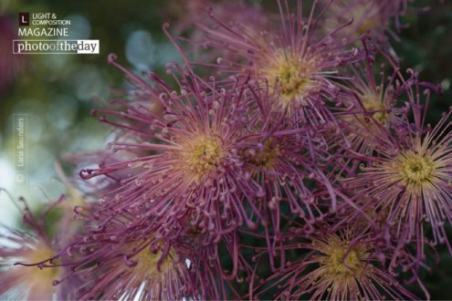 Sun Bursts, by Laria Saunders - Award Winning Photography, Photo of the Day, Color Photography, Fine Art Photography, Light & Composition University