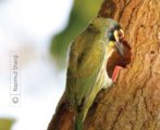 Photojournalism, Wildlife Photography, Nature Photography, Photography Education, Online Photography Courses – Busy with New Home, by Nazmul Shanji Busy with New Home, by Nazmul Shanji - Photojournalism, Wildlife Photography, Nature Photography, Photography Education, Online Photography Courses