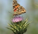 Painted Lady on Thistle, by Bawar Mohammad - Photography Awards, Nature Photography, Close-up Photography, Photojournalism, Art Photography