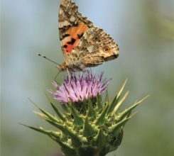 Painted Lady on Thistle by Bawar Mohammad