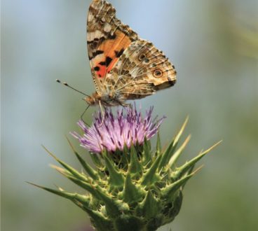 Painted Lady on Thistle, by Bawar Mohammad - Photography Awards, Nature Photography, Close-up Photography, Photojournalism, Art Photography