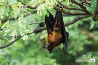 Indian Flying Fox by Fakrul Mamun