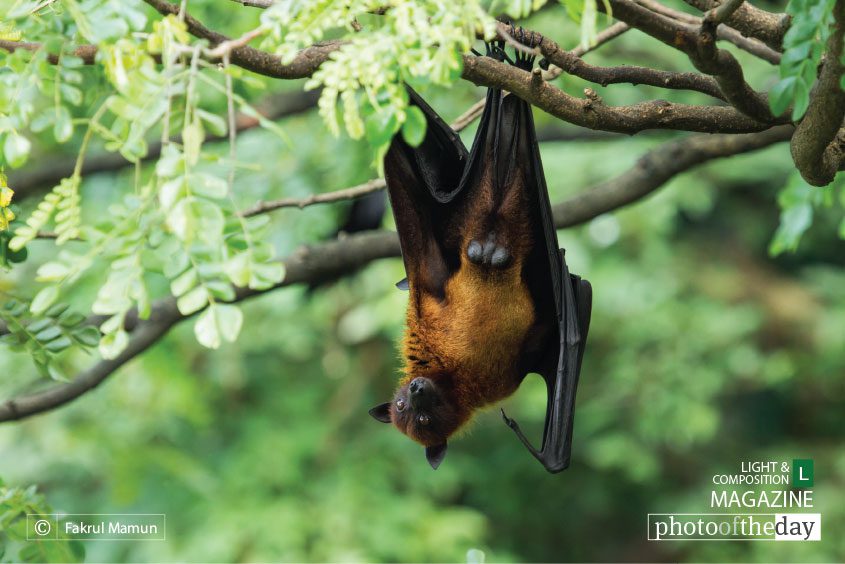Indian Flying Fox, by Fakrul Mamun Indian Flying Fox, by Fakrul Mamun - Wildlife Photography, Photography Award, Photo of the Day, Indian Flying Fox, Nature Photography