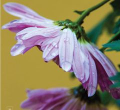 Chrysanthemum in the Rain by Bawar Mohammad