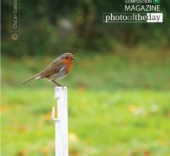 Irish Redbreast Robin by Oscar Garcia