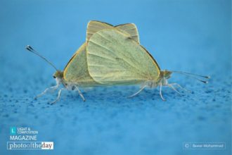 Intercross by Bawar Mohammad