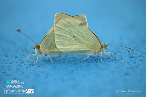 Intercross, by Bawar Mohammad - Close-up Photography, Nature Photography, Photo of the Day, Photography Awards, Online Photography Courses