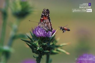 Spring Beauty by Bawar Mohammad