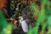 Wildlife Photography, Photo of the Day, Photography Award, Nature Photography, Egrets – Hide and Seek, by Sanjoy Sengupta Hide and Seek, by Sanjoy Sengupta - Wildlife Photography, Photo of the Day, Photography Award, Nature Photography, Egrets