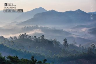 Misty Morning at Munnar by Prasanth Chandran