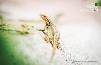 Lizard - the Hunter by Joaquín Alonso Arellano Ramírez