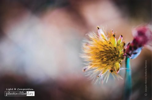 Its Space, by Joaquín Alonso Arellano Ramírez - Close-up Photography, Photography Awards, Photo of the Day, Art Photography, Macro Photography