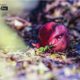 The Wonder Fruit, by Bawar Mohammad The Wonder Fruit, by Bawar Mohammad - Nature Photography, Photography Award, Photo of the Day, Award Winning Photography, Pomegranate Photography