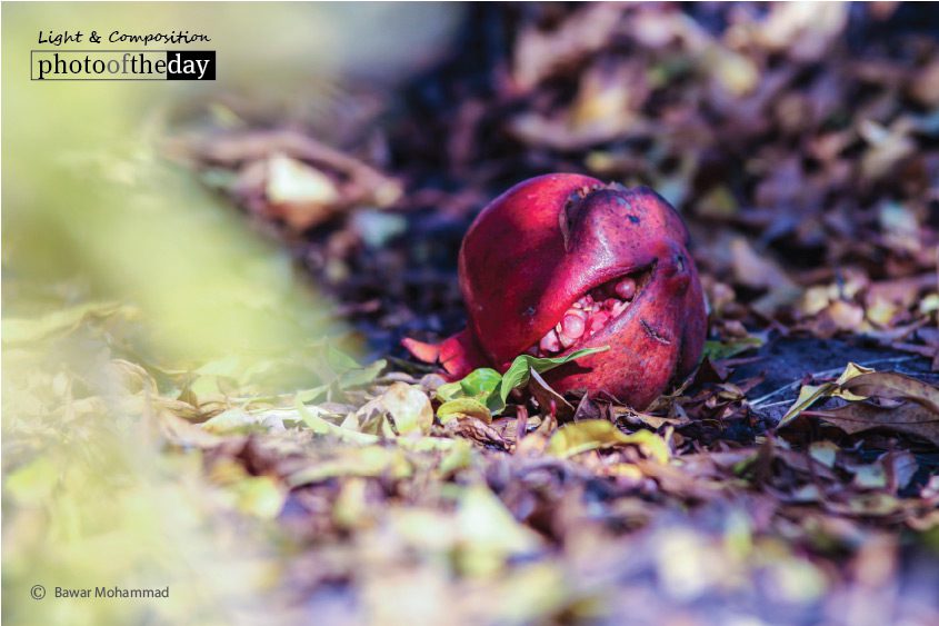 The Wonder Fruit, by Bawar Mohammad The Wonder Fruit, by Bawar Mohammad - Nature Photography, Photography Award, Photo of the Day, Award Winning Photography, Pomegranate Photography