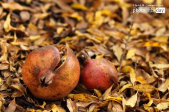 The Fruit of Love by Bawar Mohammad