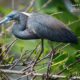 Great Blue, by Steve Hirsch Great Blue, by Steve Hirsch - Wildlife Photography, Nature Photography, Great Blue Heron, Photo of the Day, Photography Awards