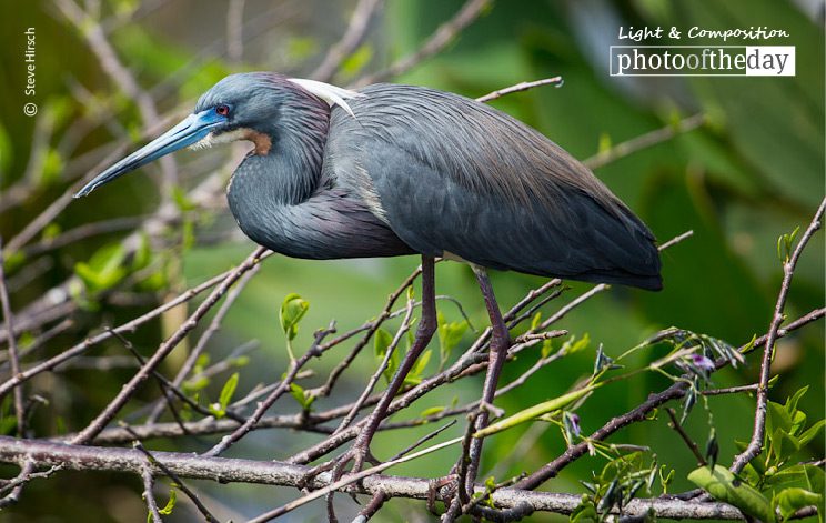 Great Blue, by Steve Hirsch - Wildlife Photography, Nature Photography, Great Blue Heron, Photo of the Day, Photography Awards