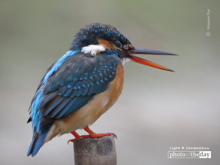 Animated, by Nirupam Roy Animated, by Nirupam Roy - Wildlife Photography, Photo of the Day, Photography Awards, Art Photography, Photojournalism