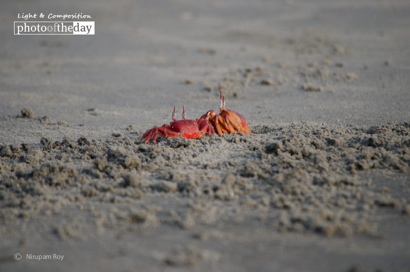 In the Pair-matching, by Nirupam Roy In the Pair-matching, by Nirupam Roy - Nature Photography, Photography Awards, Photo of the Day, Art Photography, Online Photography Courses