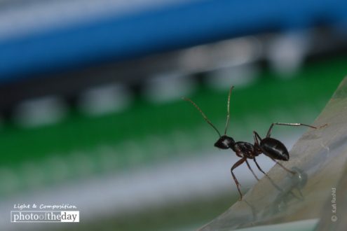 Curiosity, by Kafi Rashid - Close-up Photography, Photo of the Day, Art Photography, Photography Education, Online Photography Courses