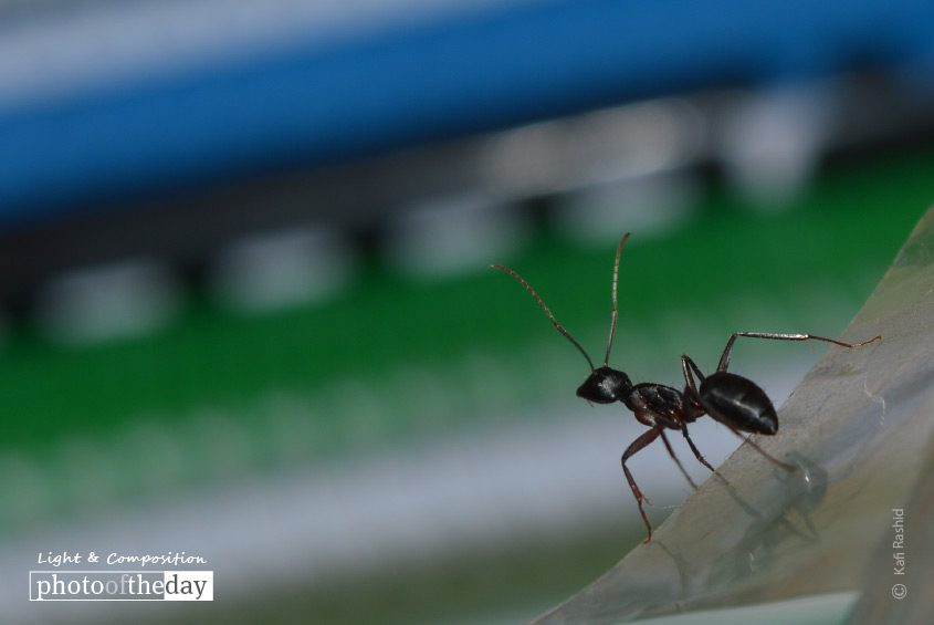 Curiosity, by Kafi Rashid - Close-up Photography, Photo of the Day, Art Photography, Photography Education, Online Photography Courses