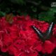 Beauty of Butterfly, by Tanmoy Saha Beauty of Butterfly, by Tanmoy Saha - Butterfly Photography, Close-Up Photography, Nature Photography, Photo of the Day, Photography Awards