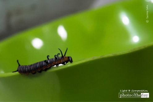 The Early Stage of a Butterfly, by Tanmoy Saha - Close-up Photography, Nature Photography, Photography Award, Butterfly Photography, Photo of the Day
