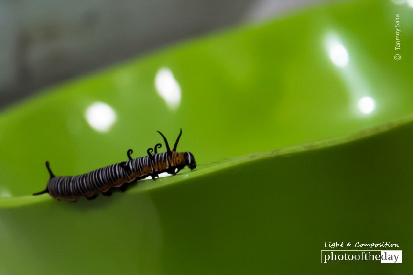 The Early Stage of a Butterfly, by Tanmoy Saha The Early Stage of a Butterfly, by Tanmoy Saha - Close-up Photography, Nature Photography, Photography Award, Butterfly Photography, Photo of the Day