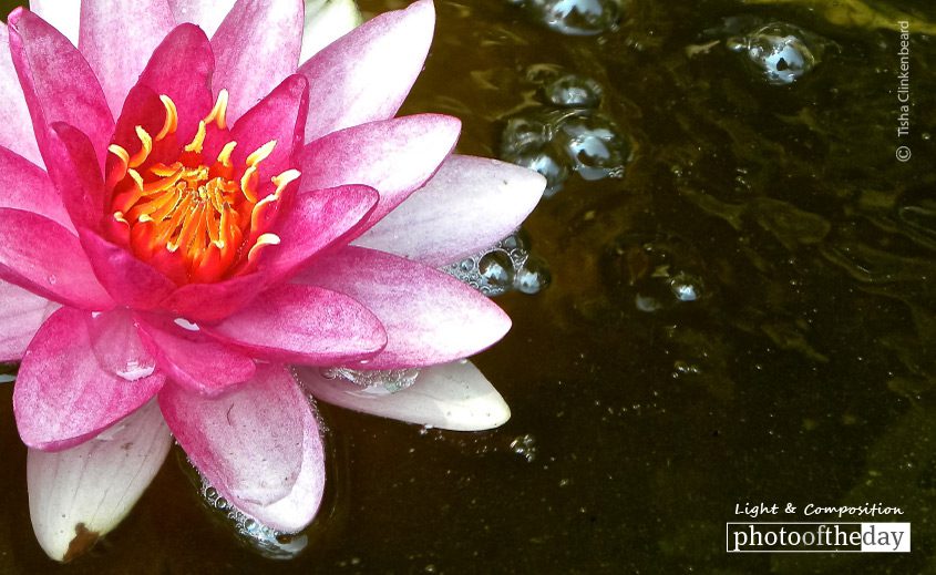 Water Lily with Bubbles, by Tisha Clinkenbeard - Nature Photography, Photography Awards, Photo of the Day, Water Lily, Fine Art Photography