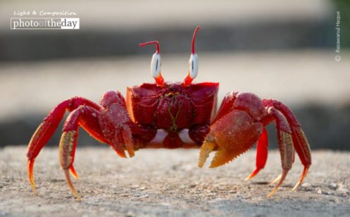 The Crab That Played with the Sea by Rezawanul Haque