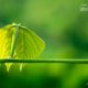 Green, by Rezawanul Haque - Close-up Photography, Photography Awards, Photo of the Day, Art Photography, Nature Photography