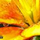 Lily after the Rain, by Tisha Clinkenbeard - Close-up Photography, Photography Awards, Photo of the Day, Art Photography, Nature Photography