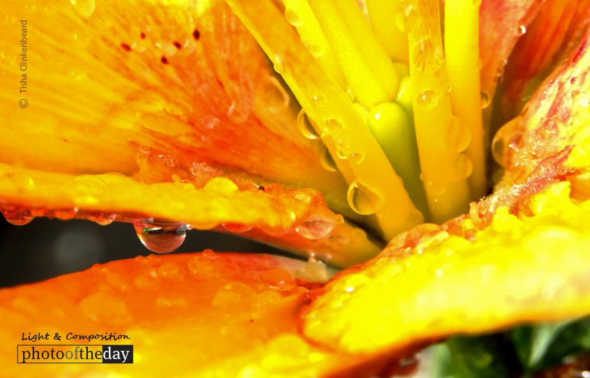 Lily after the Rain, by Tisha Clinkenbeard Lily after the Rain, by Tisha Clinkenbeard - Close-up Photography, Photography Awards, Photo of the Day, Art Photography, Nature Photography