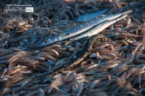 Fishermen’s Livelihood by Tanmoy Saha