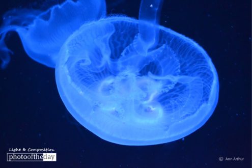 The Moon Jelly, by Ann Arthur - Underwater Photography, Moon Jelly, Photo of the Day, Photography Awards, Online Photography Courses