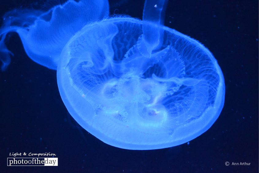 The Moon Jelly, by Ann Arthur The Moon Jelly, by Ann Arthur - Underwater Photography, Moon Jelly, Photo of the Day, Photography Awards, Online Photography Courses