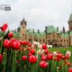 Tulips at Parliament Hill, by Mazhar Hossain - Nature Photography, Photography Awards, Photo of the Day, Tulip Photography,  Online Photography Courses